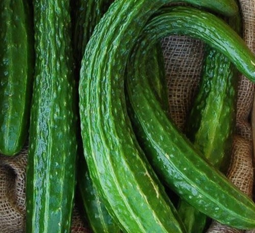 Сucumber Guangzhou